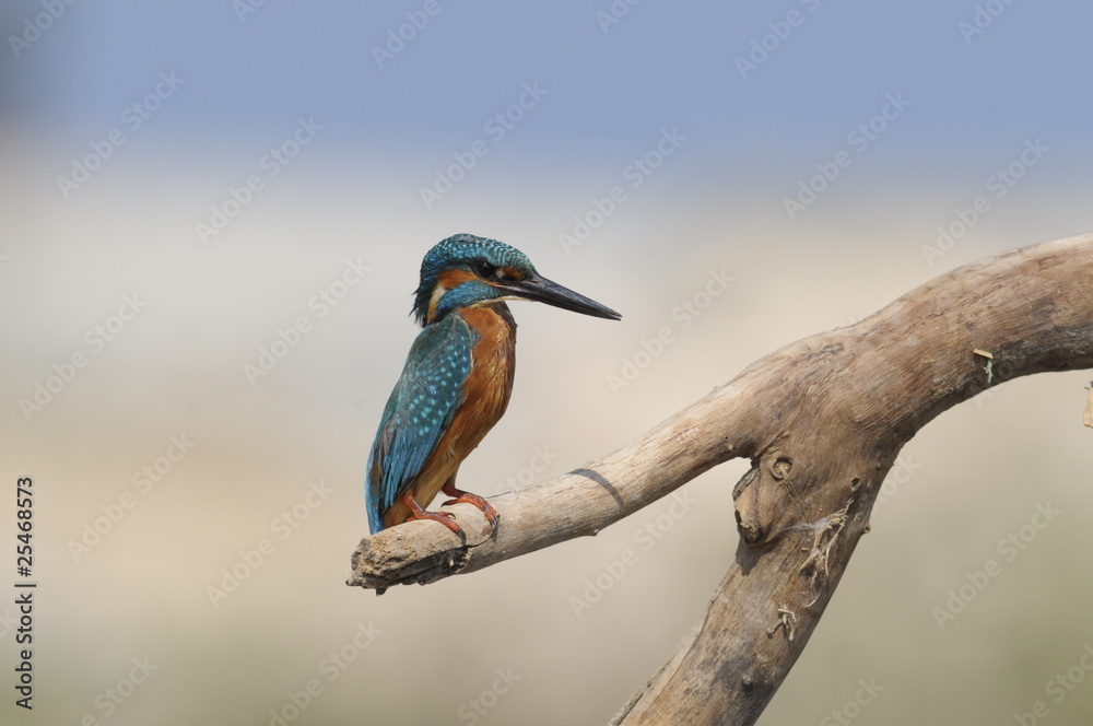 The Common Kingfisher (Alcedo atthis) at Maagan Michael Lake The Common Kingfisher (Alcedo atthis) at Maagan Michael Lake