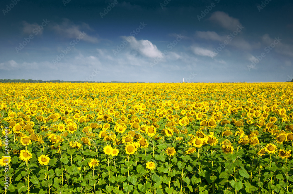 Sunflower field