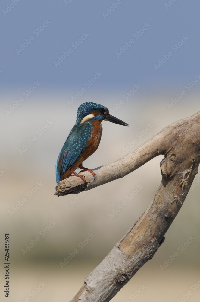 The Common Kingfisher (Alcedo atthis) at Maagan Michael Lake The Common Kingfisher (Alcedo atthis) at Maagan Michael Lake