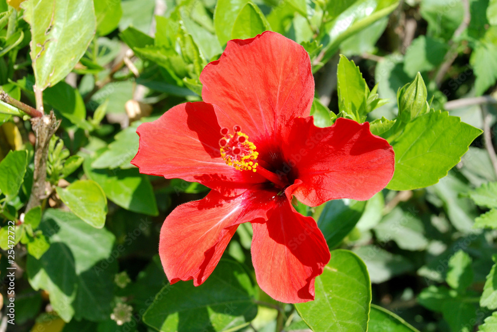 Red hibiscus flower closeup Red hibiscus flower closeup