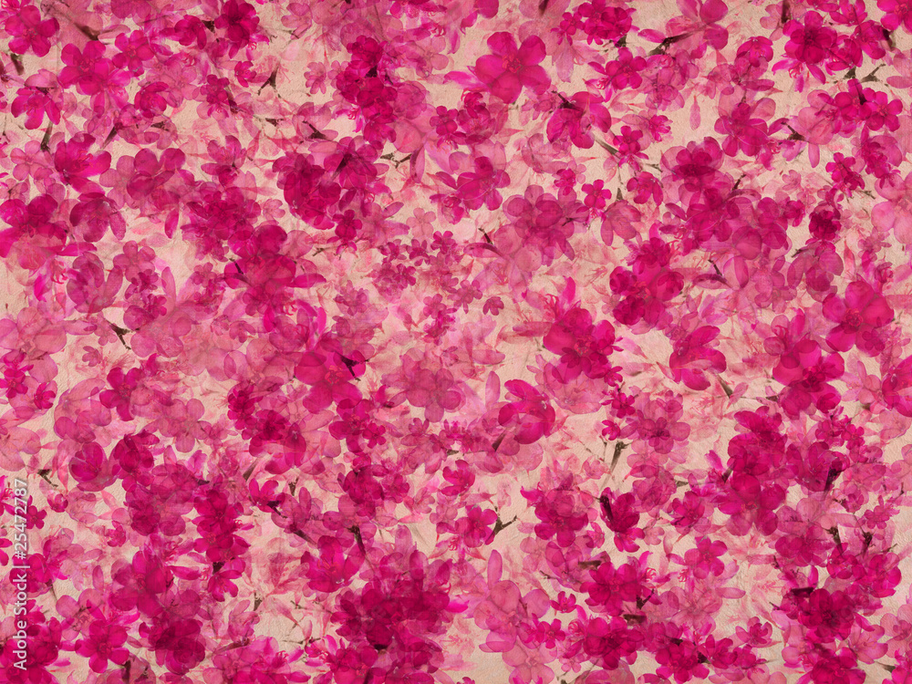 Pink and white blossom flower on natural parchment Pink and white blossom flower on natural parchment