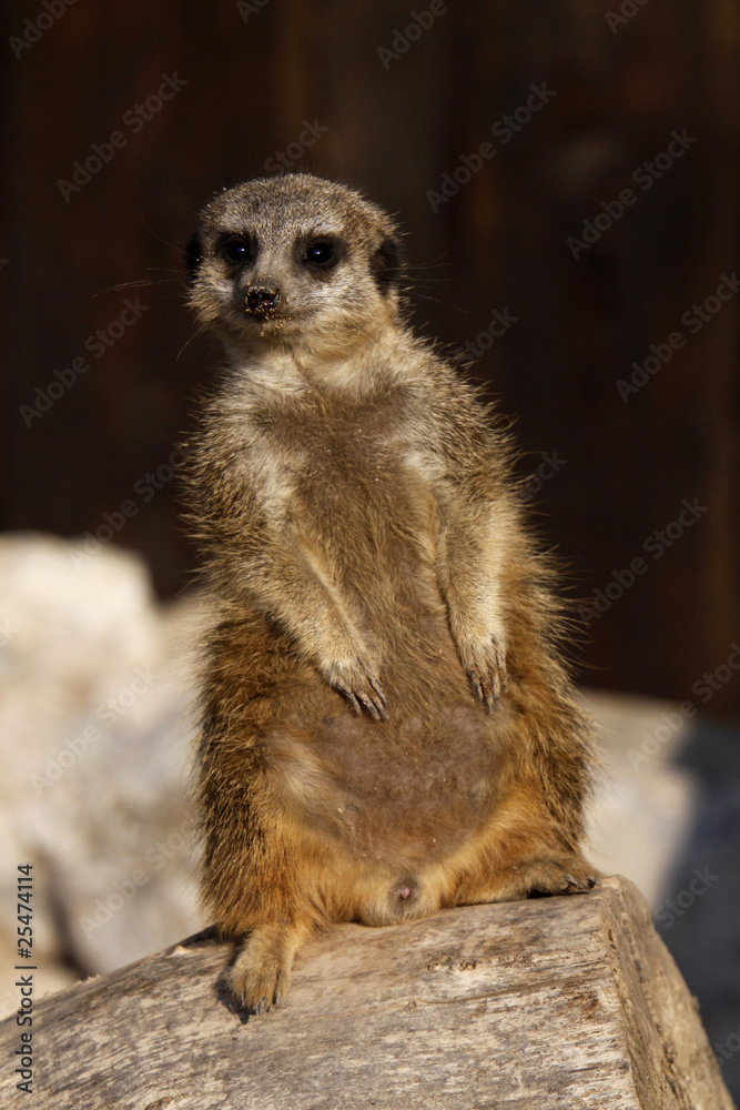 Fototapeta premium Erdmännchen