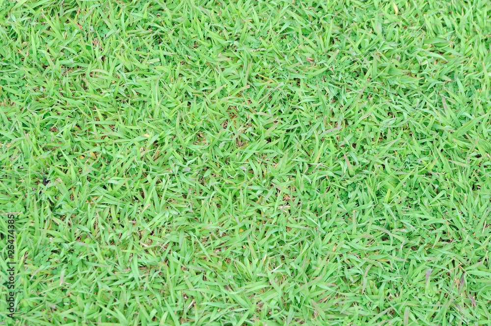 The green of natural soft of the garden floor The green of natural soft of the garden floor