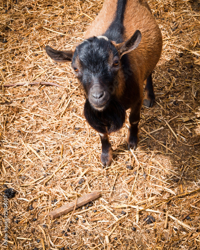 Alpine dwarf goat