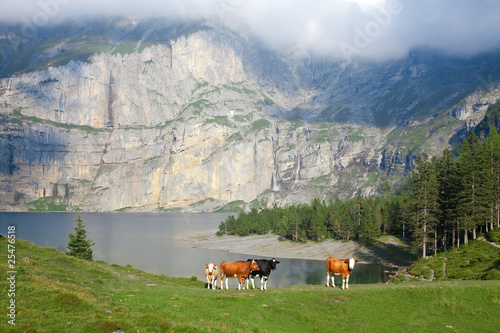 cows next to the mountain lake