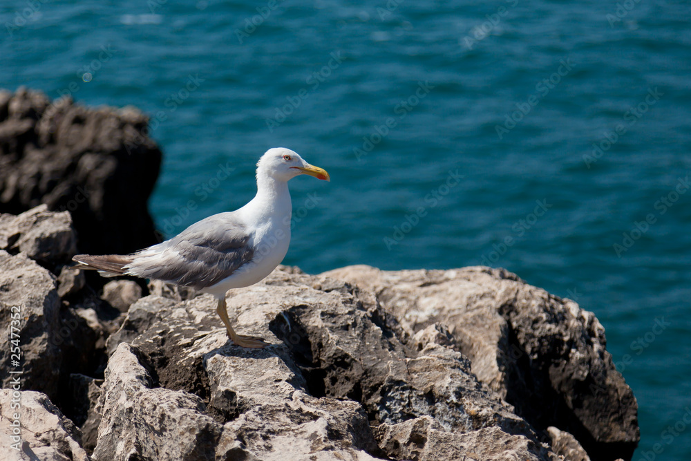 Fototapeta premium Mouette sur une falaise