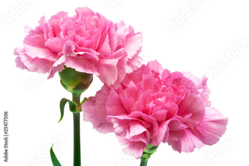 two pink carnation