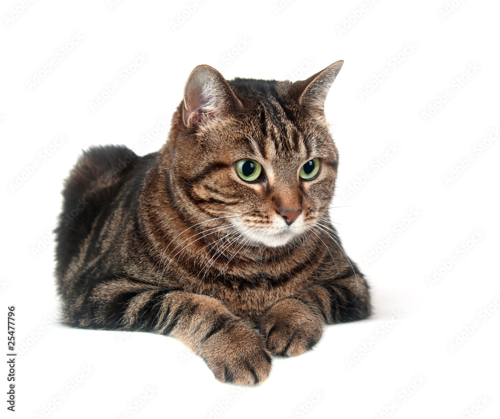 Fototapeta premium Large adult tabby cat on white background