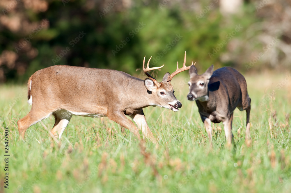Whitetail deer buck chasing doe Whitetail deer buck chasing doe