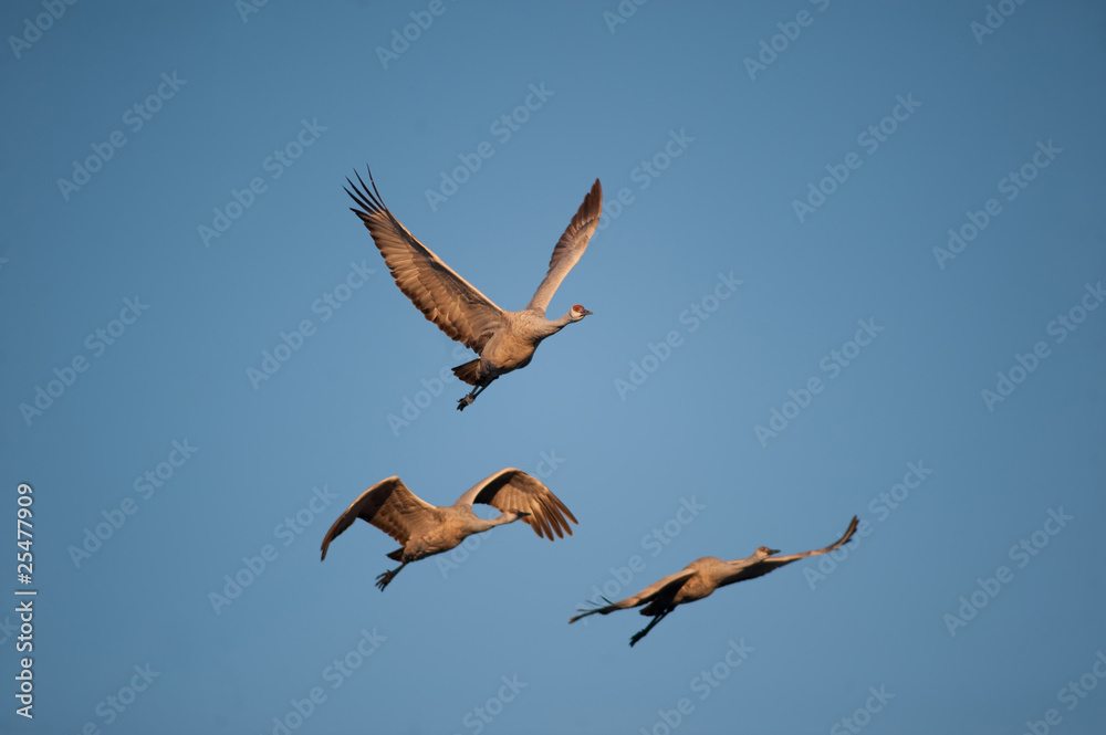 Obraz premium Three sandhill cranes in flight