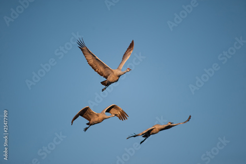 Three sandhill cranes in flight