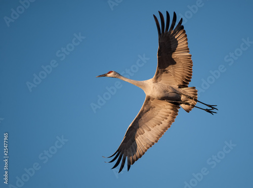 Sandhill crane in flight