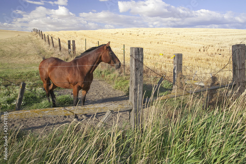 A horse stands behind the fence in an open field.