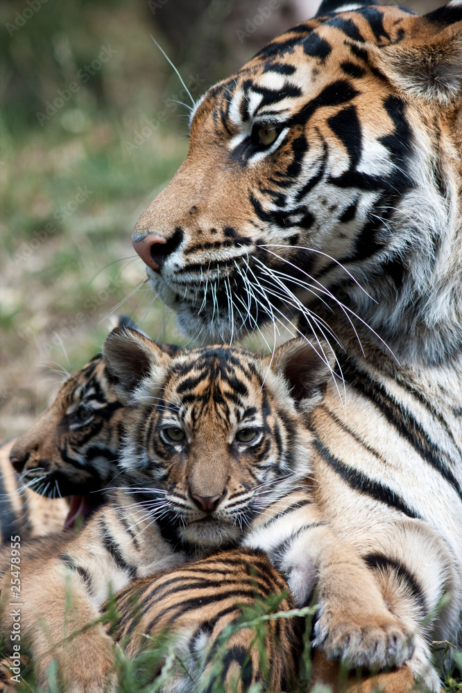 Obraz premium Tygrysy z mamą
