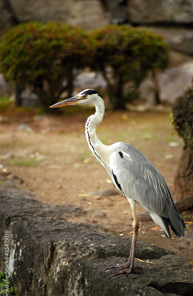 Grey heron, Himeji, Japan