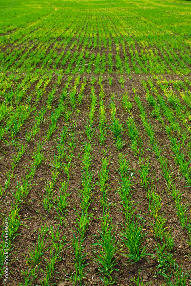 background of green grass