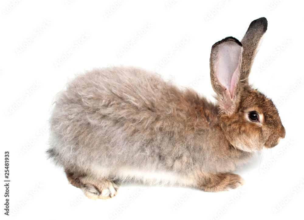 Obraz premium rabbit