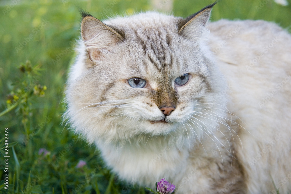 Angry cat in the garden