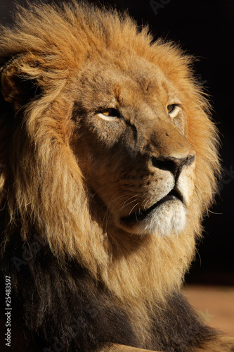 Fototapeta Naklejka Na Ścianę i Meble -  African lion portrait