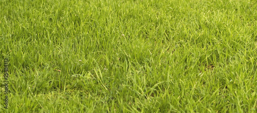 long lush green grass and weeds growing from spring rain © sherjaca