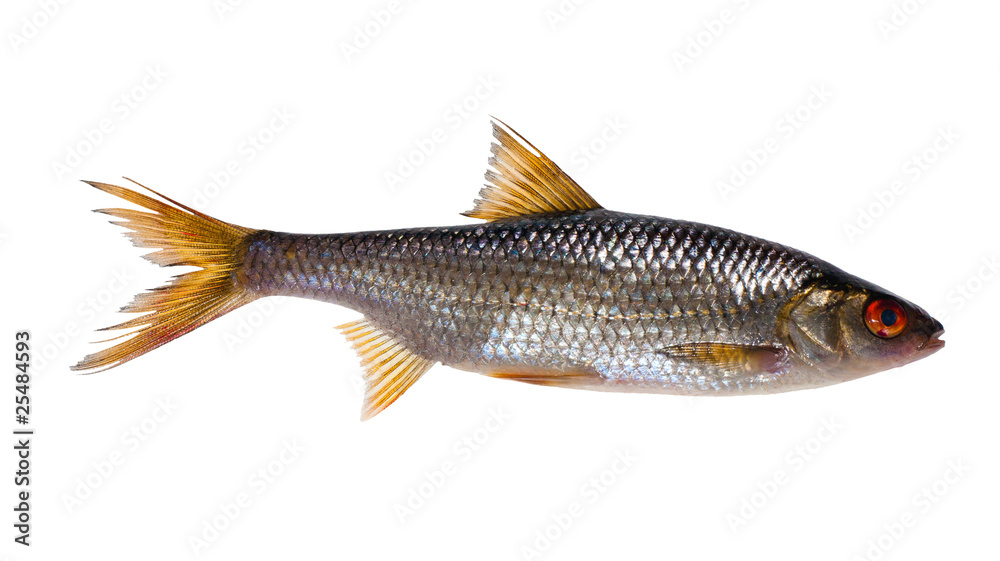 large isolated roach fish large isolated roach fish