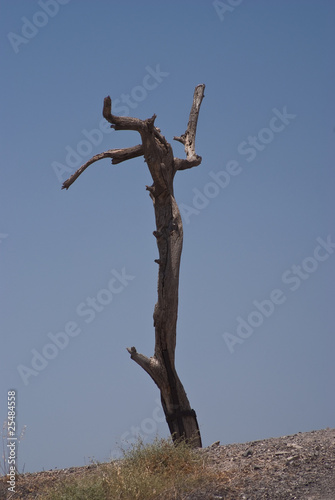 Arbre mort