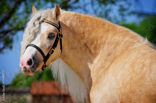 Photography welsh pony
