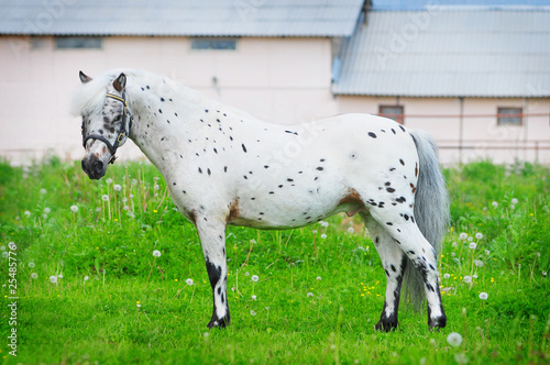 appaloosa pony