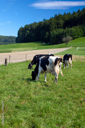 black and white cows on farm © Diana Taliun
