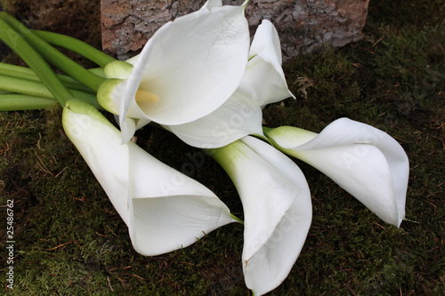 Weiße Callas photo