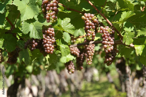 Old vines, grape-vines
