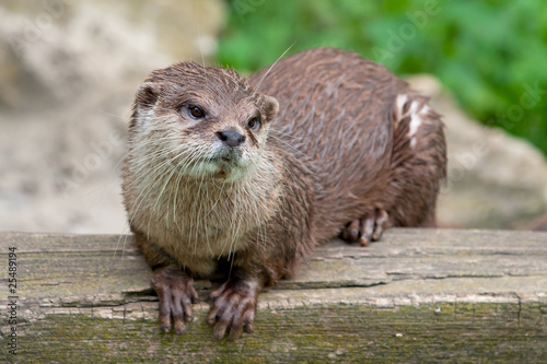 Oriental Small Clawed Otter