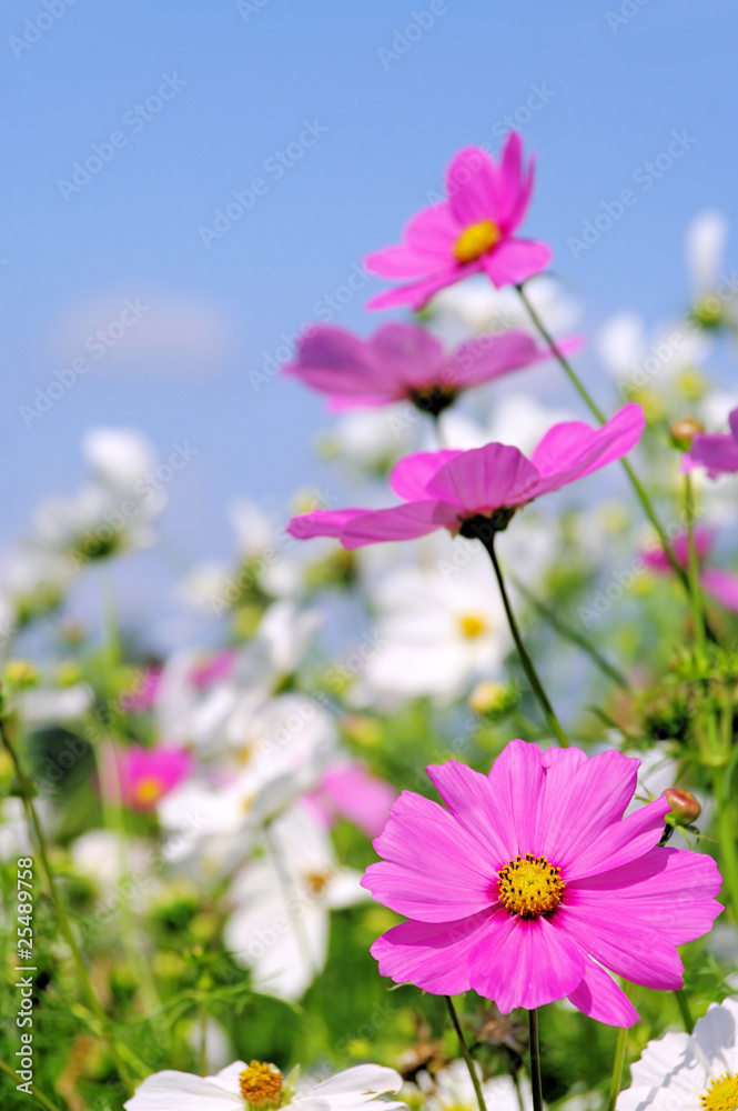 Cosmea 15 Cosmea 15