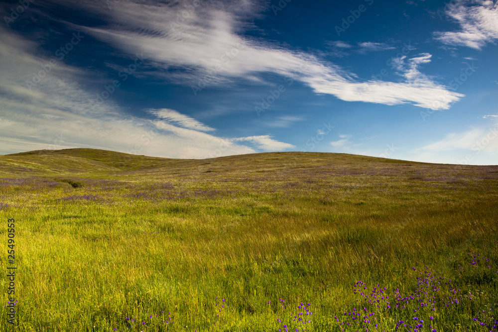 Fototapeta premium Green meadow