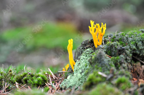 Strange yellow mushroom