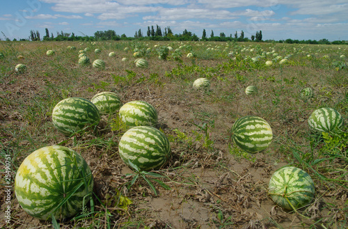 Water-melons in the field