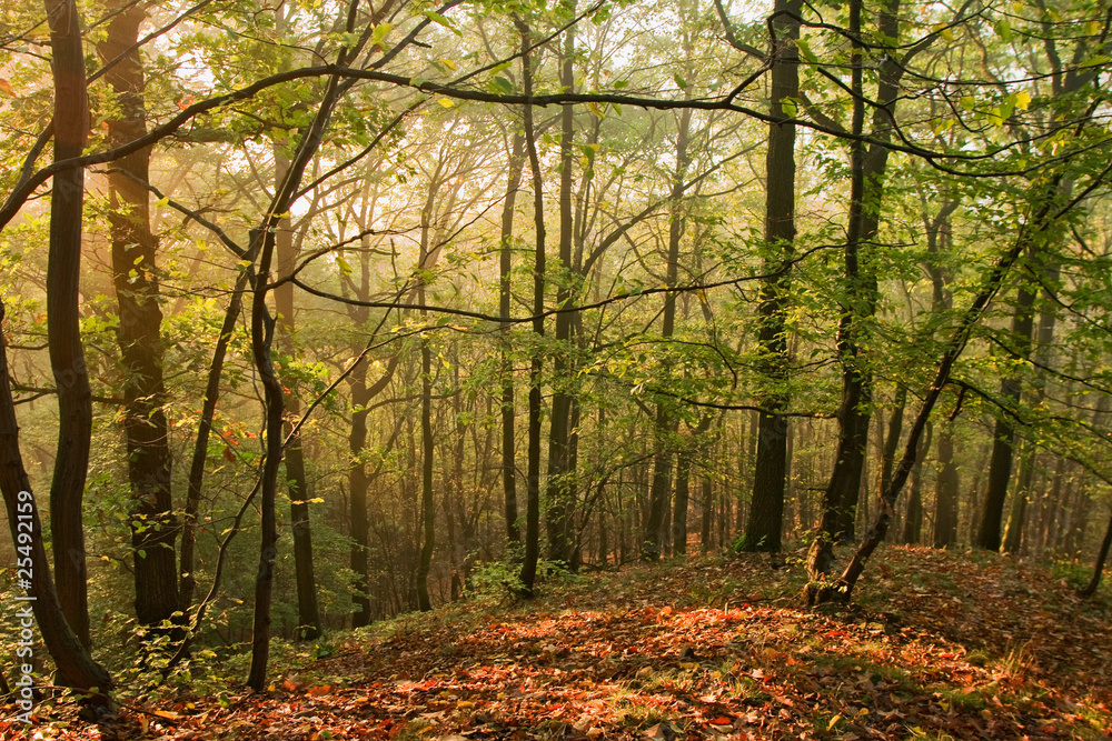 Fototapeta premium Herbstmorgen