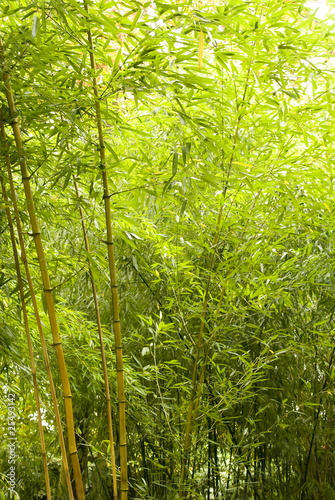 young bamboo forest (Bambuseae)