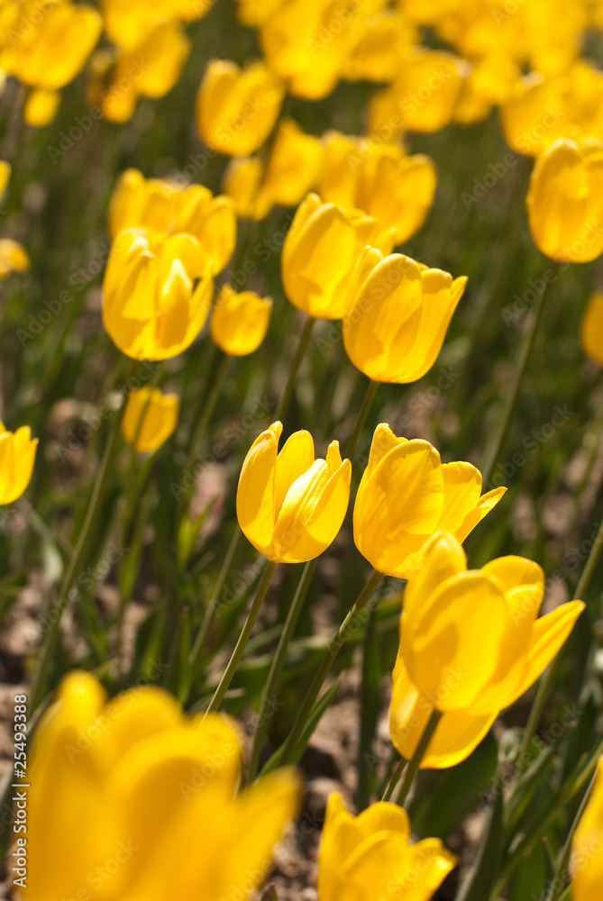 tulip