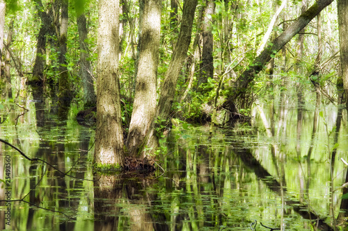 sommerliche auenlandschaft mit laubbäumen