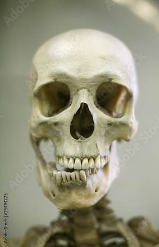 Human Skull © Vladimir Wrangel