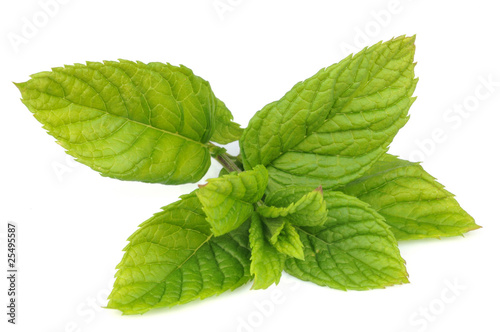 Feuilles de menthe photo