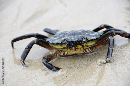 Crab walking through the beach.
