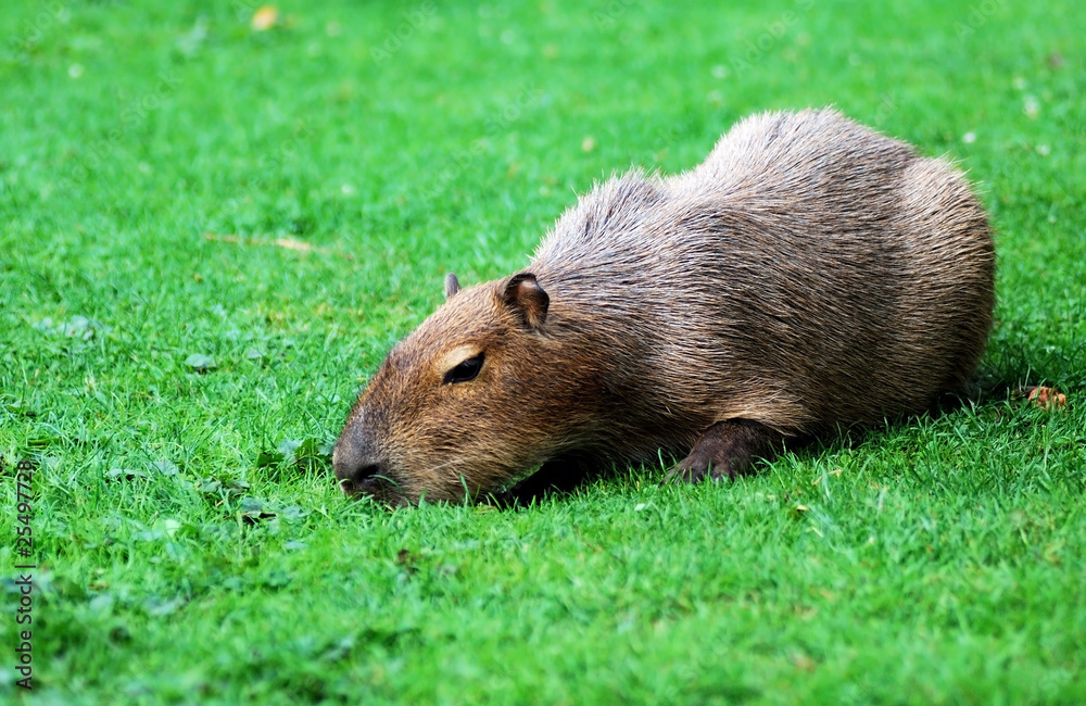 Capybara grazing on the lawn Capybara grazing on the lawn