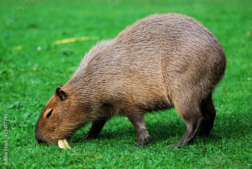 Capybara grazing on the lawn