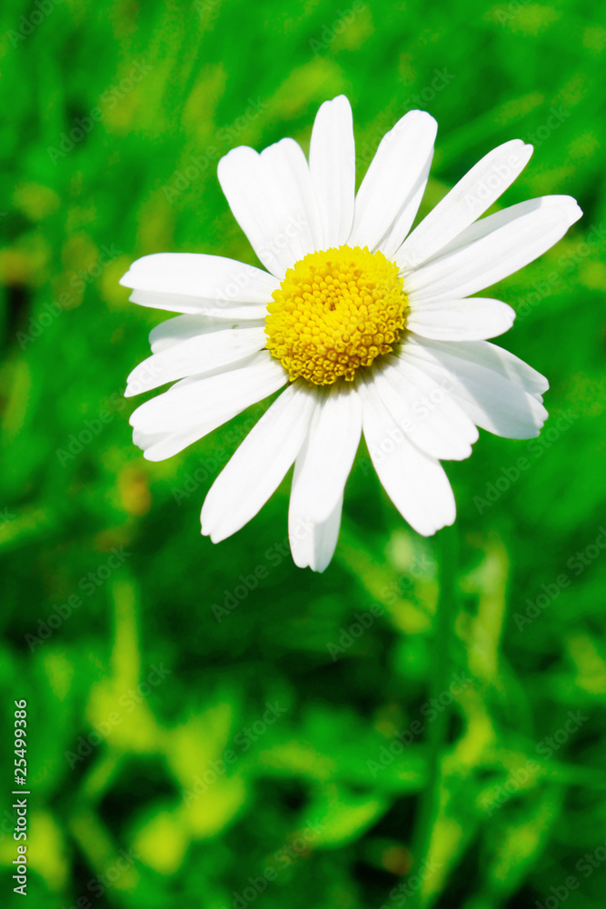 Fototapeta premium camomile
