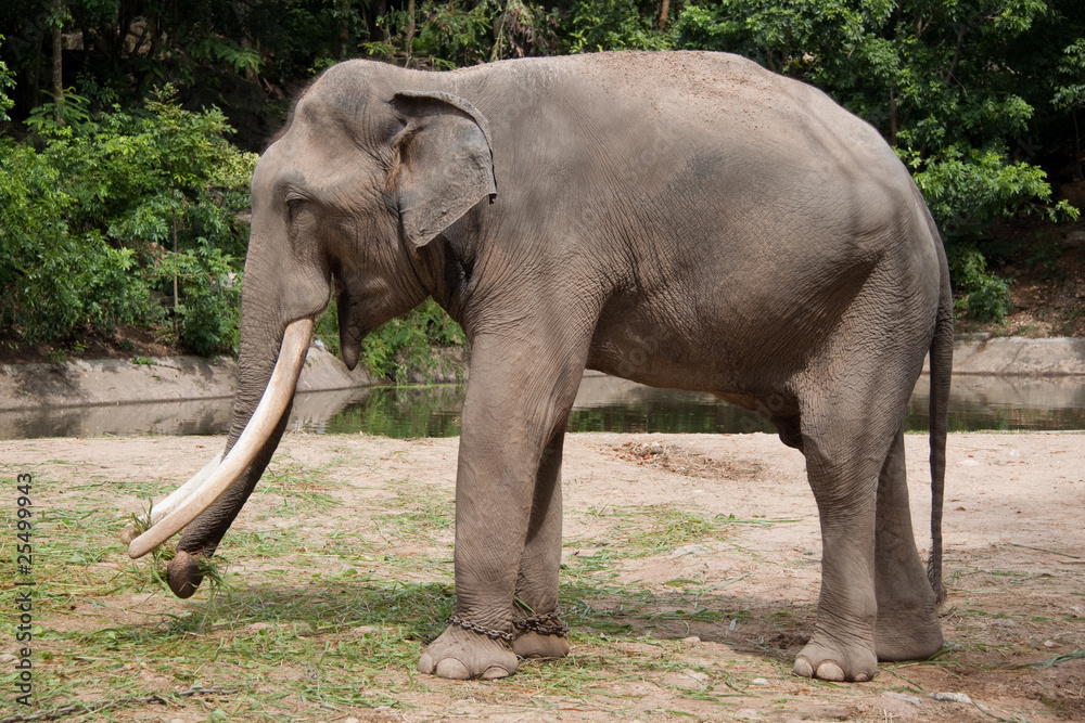 Fototapeta premium elephant