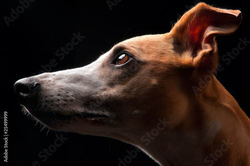 Valokuva Male whippet head in profile