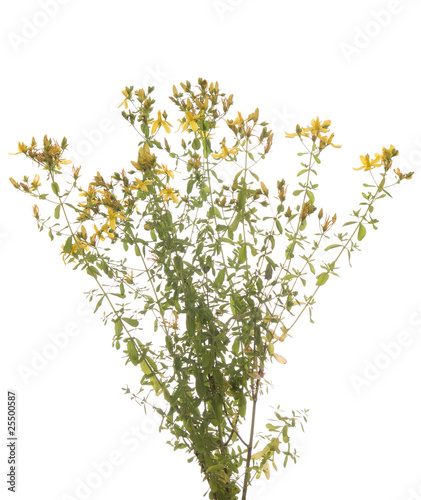 St. John's Wort