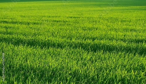 Lush green sunlit field